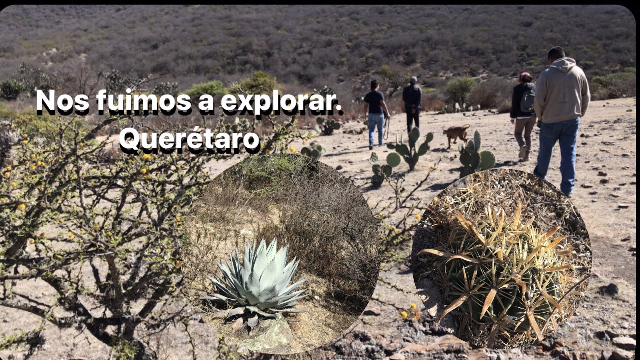 Nos fuimos de exploradores, Queretaro. Encontramos  cactus en su habitad.