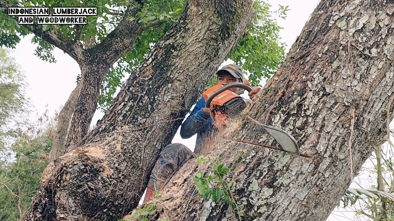 Hard to beat !! Stihl ms 881 Vs Trembesi 40 years.
