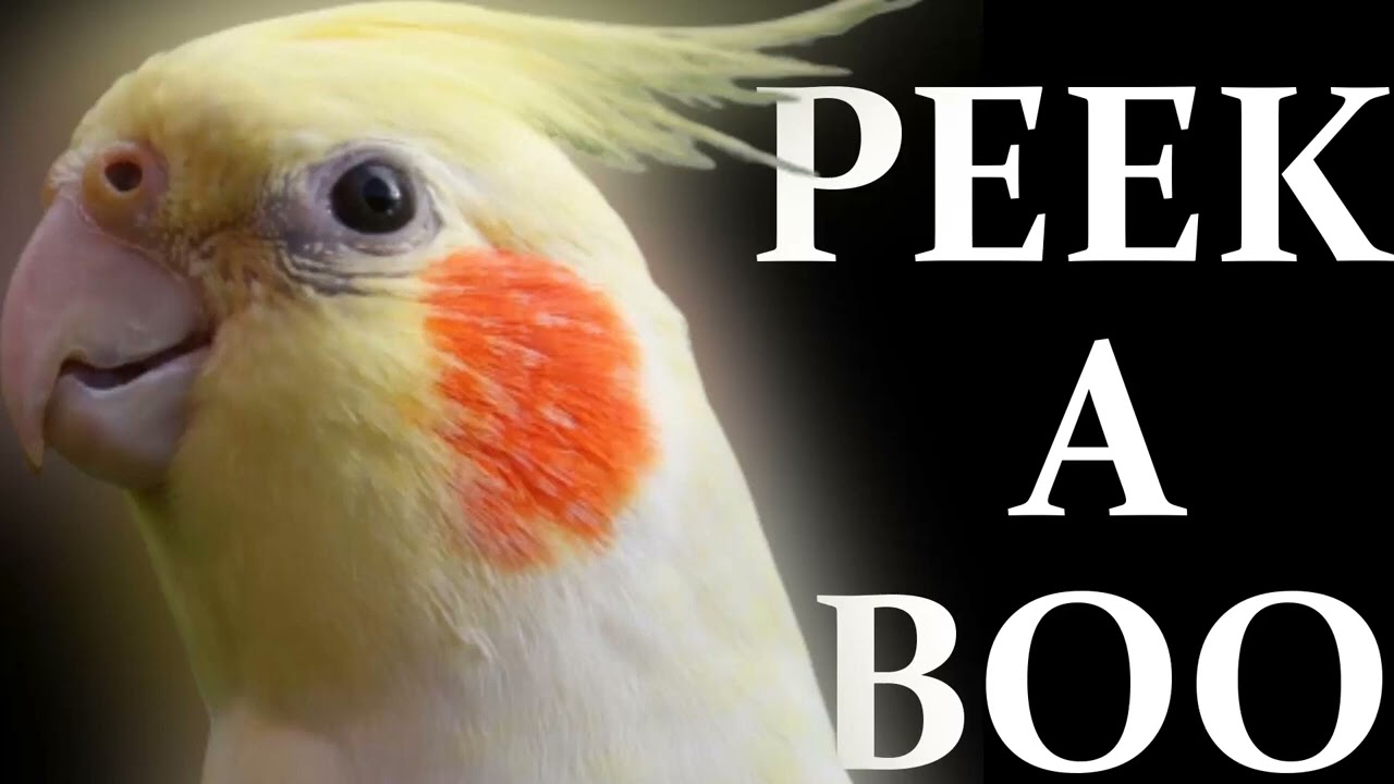 PEEK A BOO PLAY WHISTLE SING TRAINING   Bird Whistle Training Songs