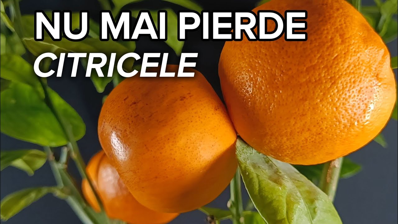 De ce se pierd citricele în fiecare an? Explicația completă