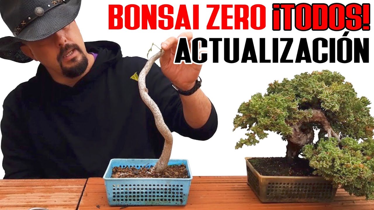 Bonsai Zero febrero 2024 - Actualización todos!