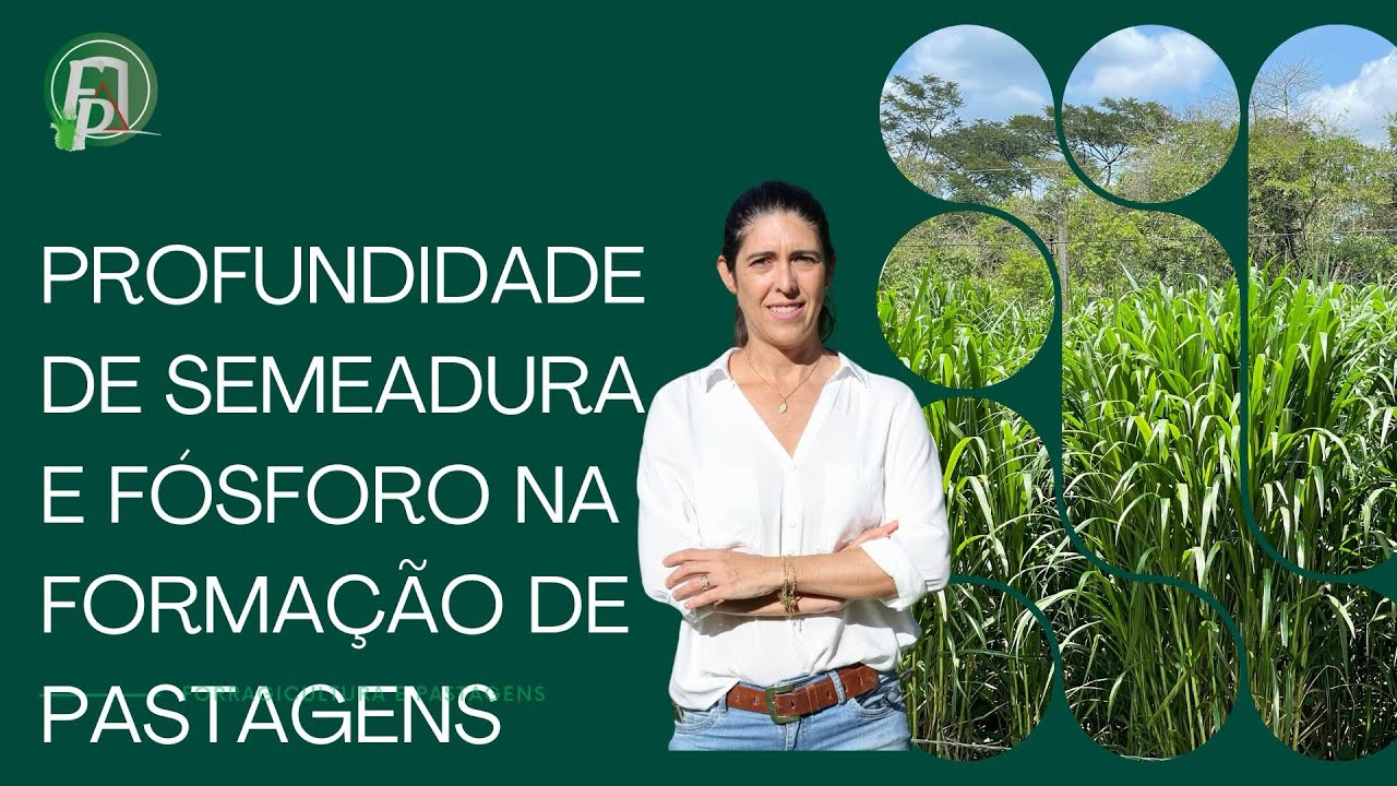 PROFUNDIDADE DE SEMEADURA E FÓSFORO NA FORMAÇÃO DE PASTAGENS 