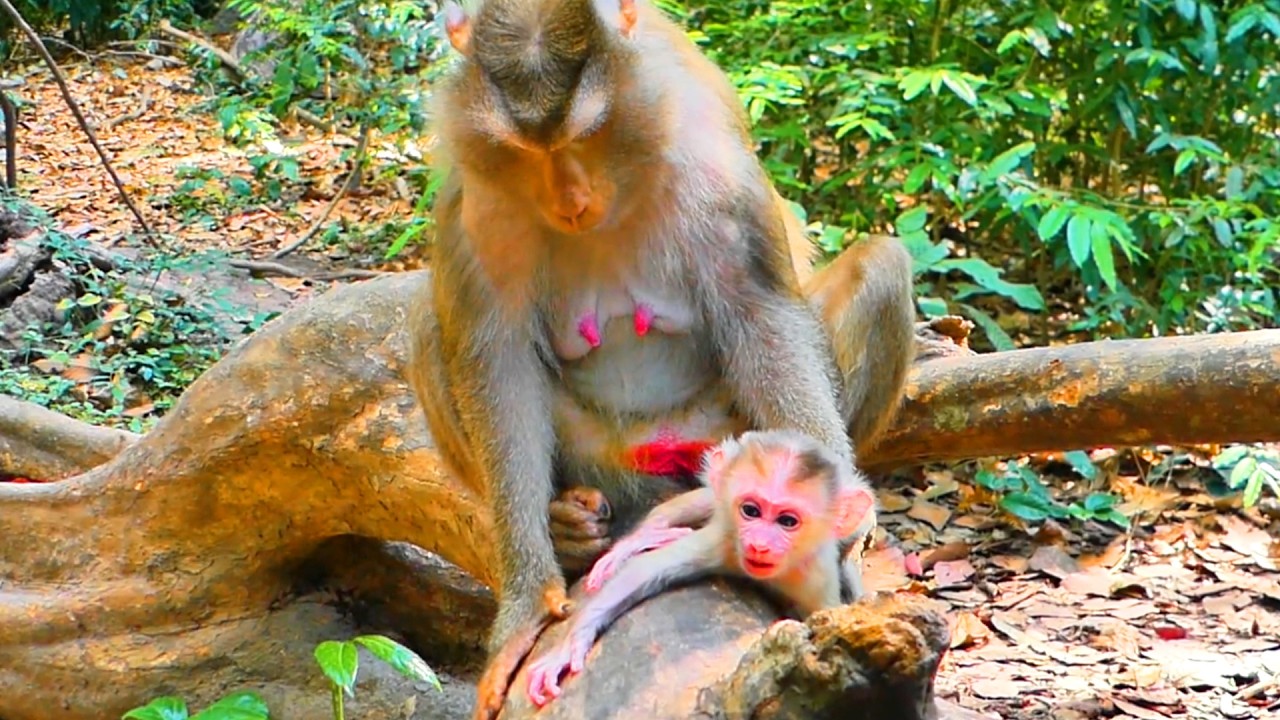 Adorable Newborn Baby Monkey Levy with Mom Libby – Sweet Monkey Family Moment 🐒💖