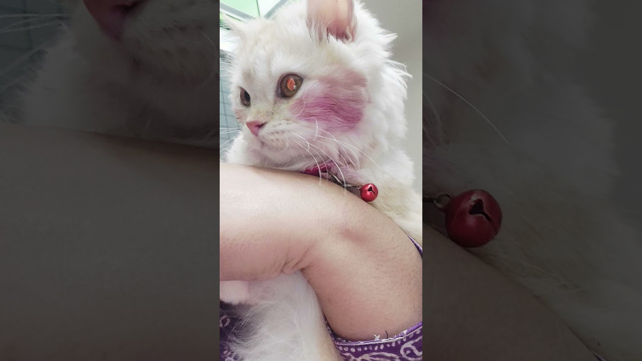 makeup #beautiful #cat @saraclicks-s #beautiful