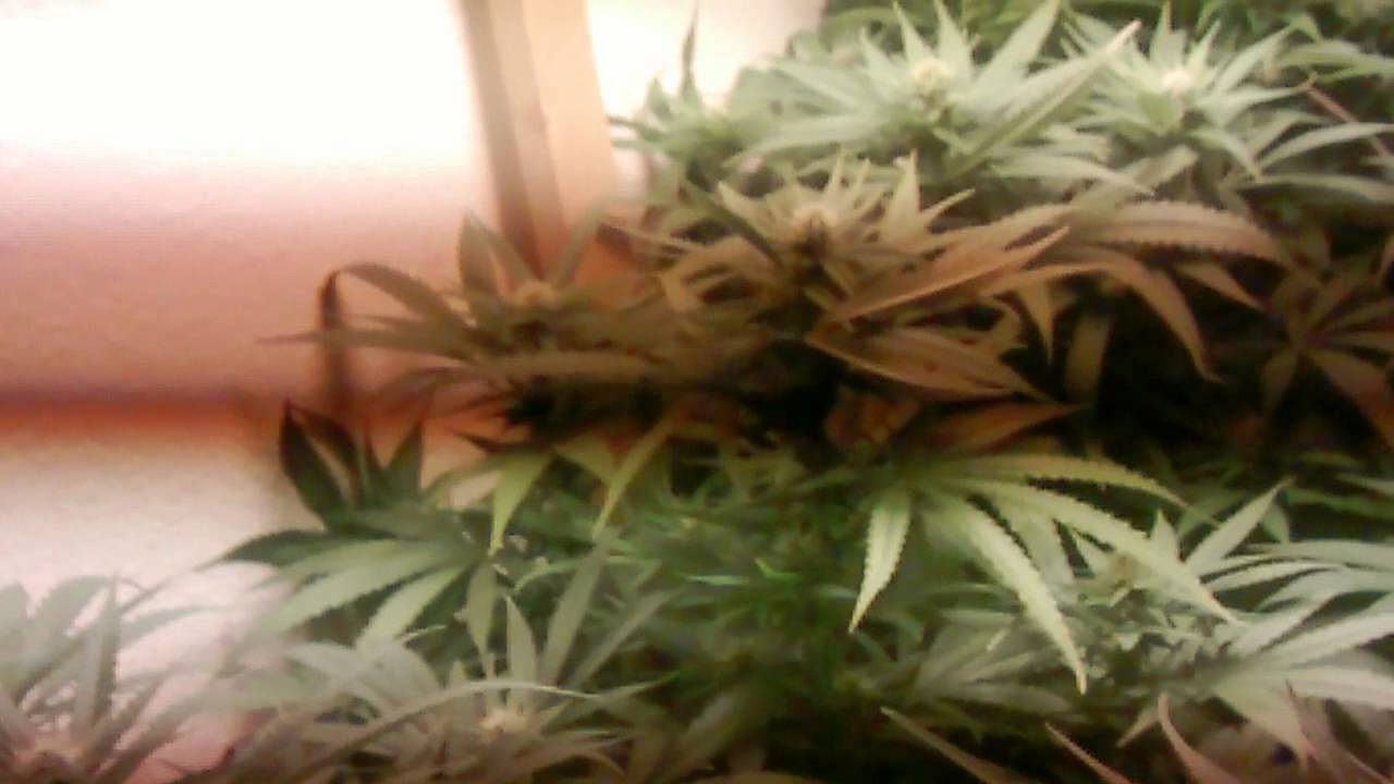Title .MedicalGrow
