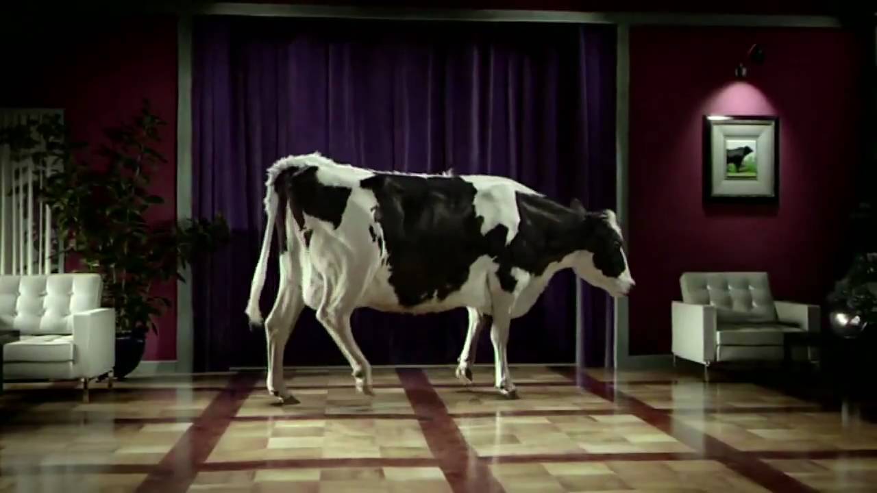 Tap Dancing Cow