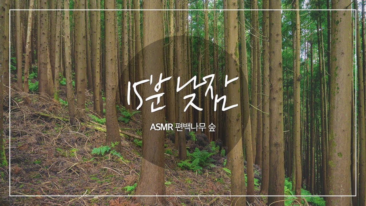 🔋 15분 낮잠 FULL 충전 🔋 알람포함 귀여운 알람주의! ⏰ | 편백숲 새소리 회복 숙면 | ASMR