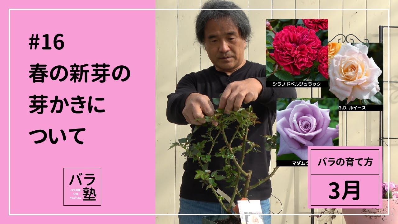 #16 春の新芽の芽かきについて【バラの育て方：3月】