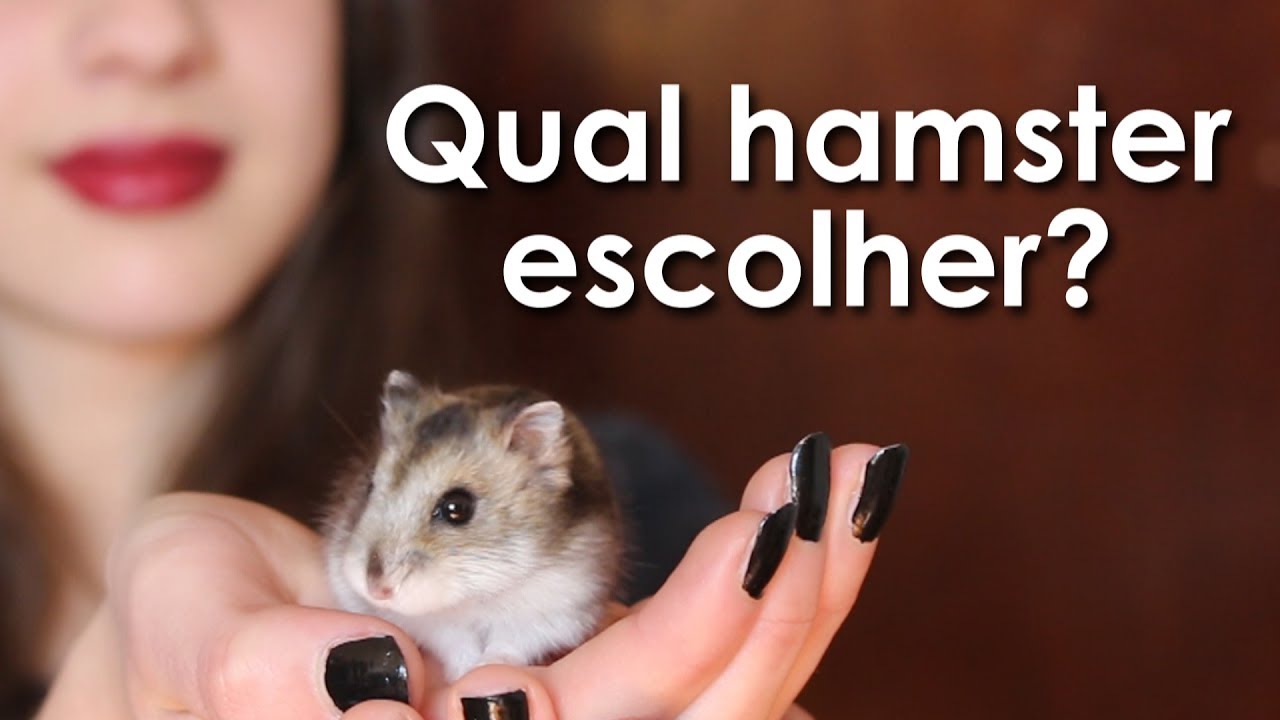Qual hamster escolher? Sírio ou anão, macho ou fêmea?