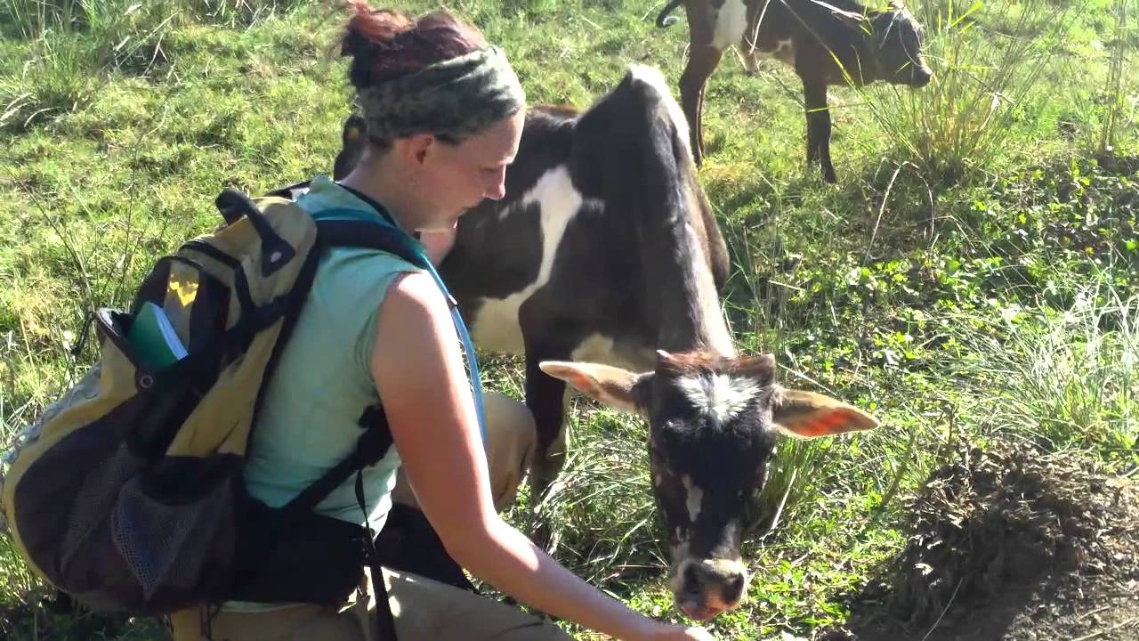 Petting the Zebu