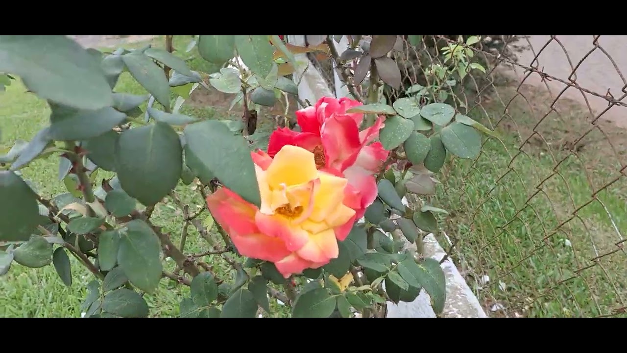 Encontrei várias  flores  rozas.