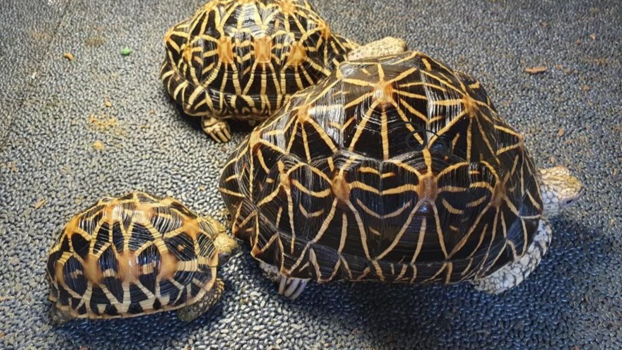 (역대급)별거북 성체 한쌍 입양 [Star tortoise 육지거북]