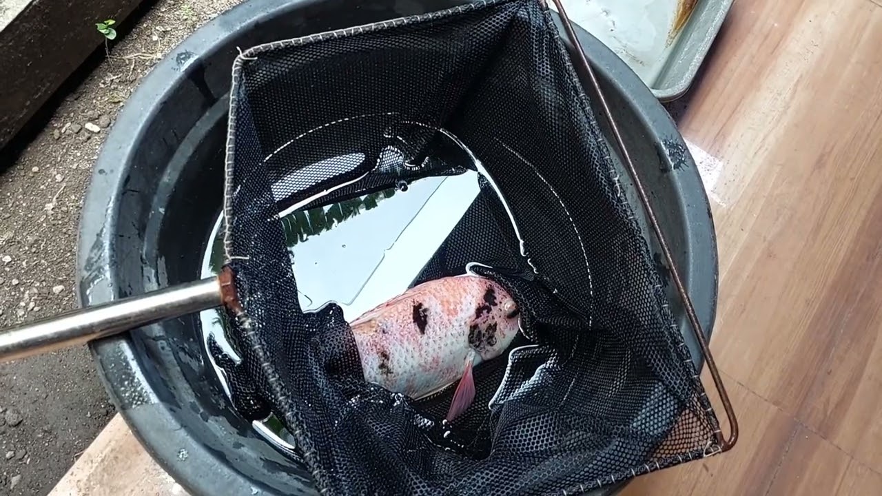 #1 panen larva ikan nila