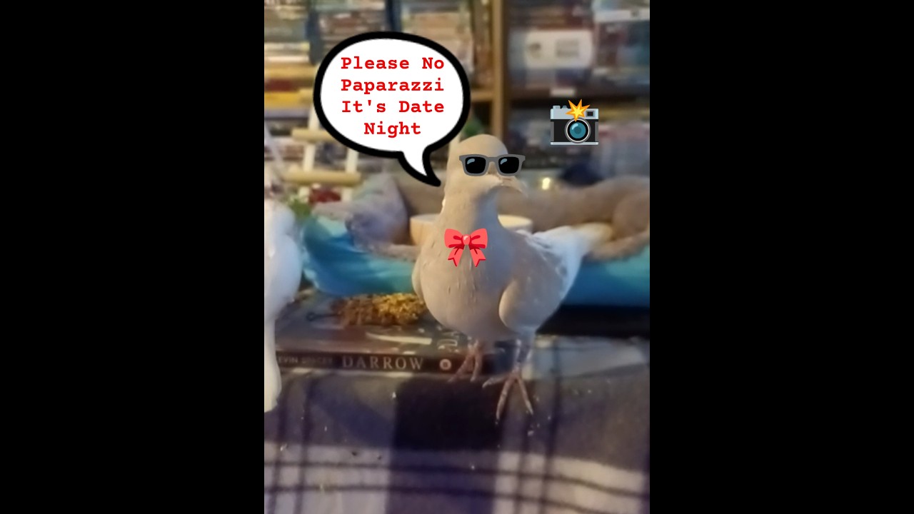I Caught Kevin Having A Cute Dinner Date With Keeley #birds #dove #cute #cutebirds #keeley 🥰❤️🕊️
