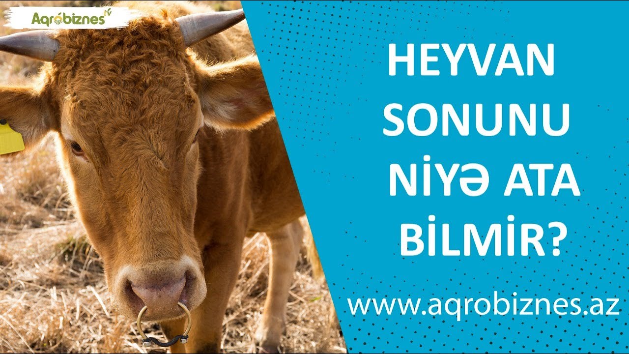 Heyvanlarda metrit, balalığın iltihabı...