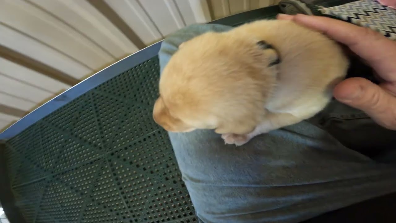 Jolene's puppies are 22 days old