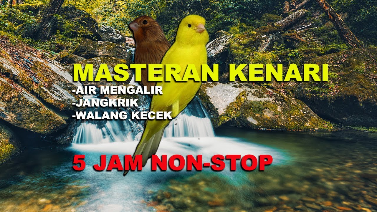 MASTERAN KENARI COCOK BUAT RELAKSASI DIMALAM HARI