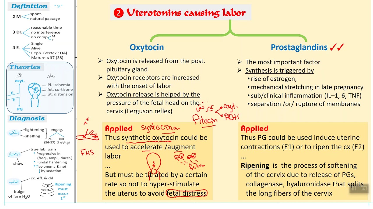 Normal labor / part 2