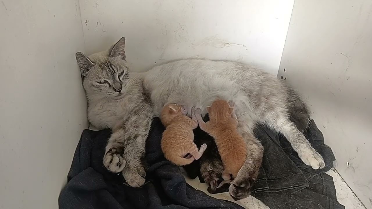 1 day old kitten suckling from its mother #vlogcat