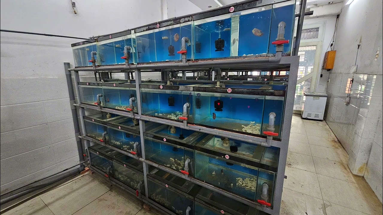 Cơ cầu lại trại cá cần ly thánh 1 số hồ