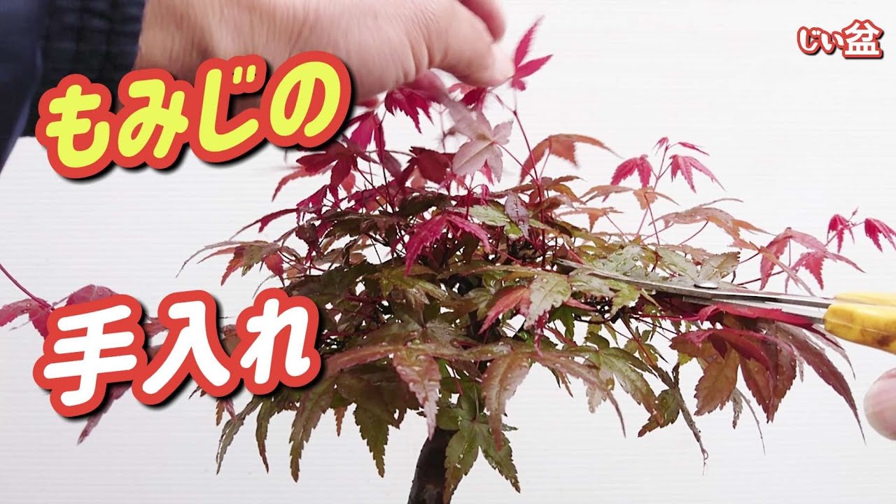 Уход за заброшенным «Клёном Дешоджо» / Для начинающих / Как сделать бонсай