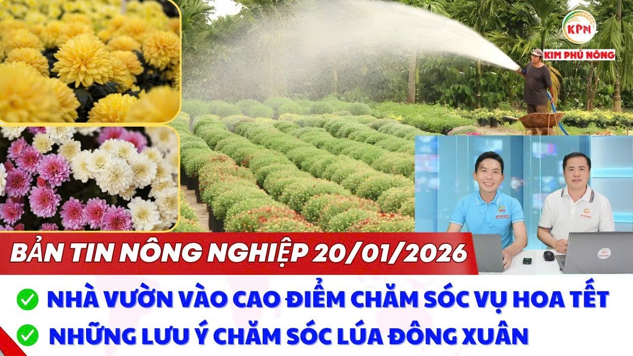 Nhà vườn vào cao điểm chăm sóc vụ hoa Tết | Bản tin nông nghiệp 20/01/2026
