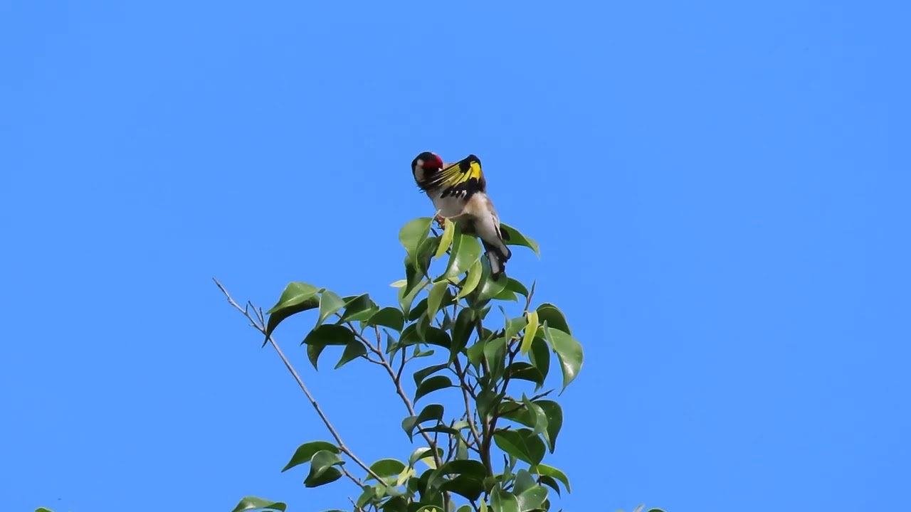 Pinto, Jilguero acicalándose.....Carduelis carduelis parva