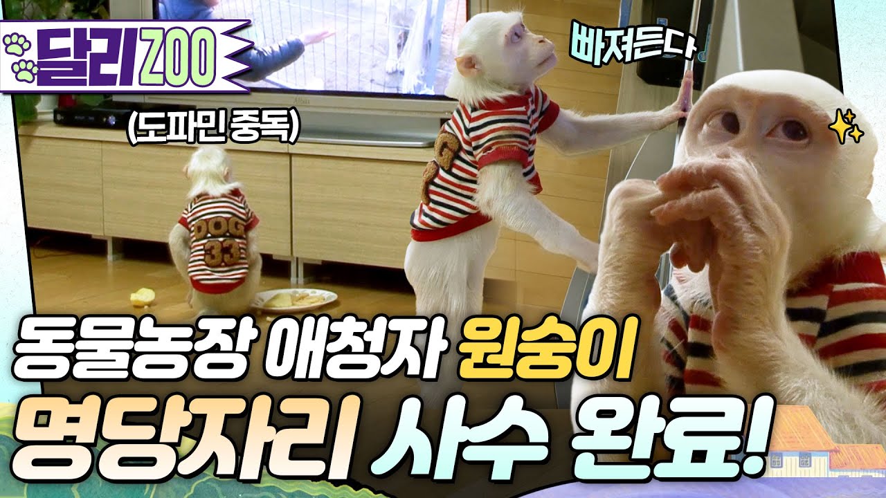 [🐕#달리ZOO] 사람 아니야? TV 채널 고정하는 원숭이가 나타났다!🐵 #TV동물농장 #달리 #DALI