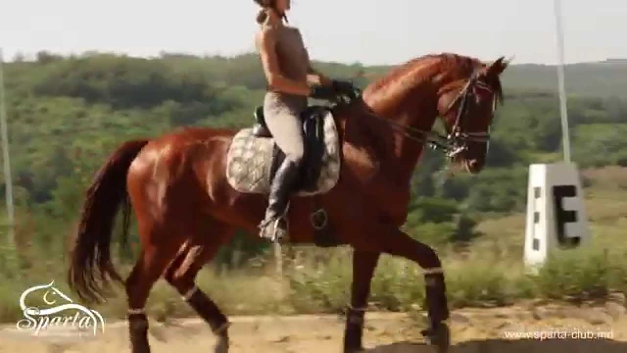 Equestrian Club 