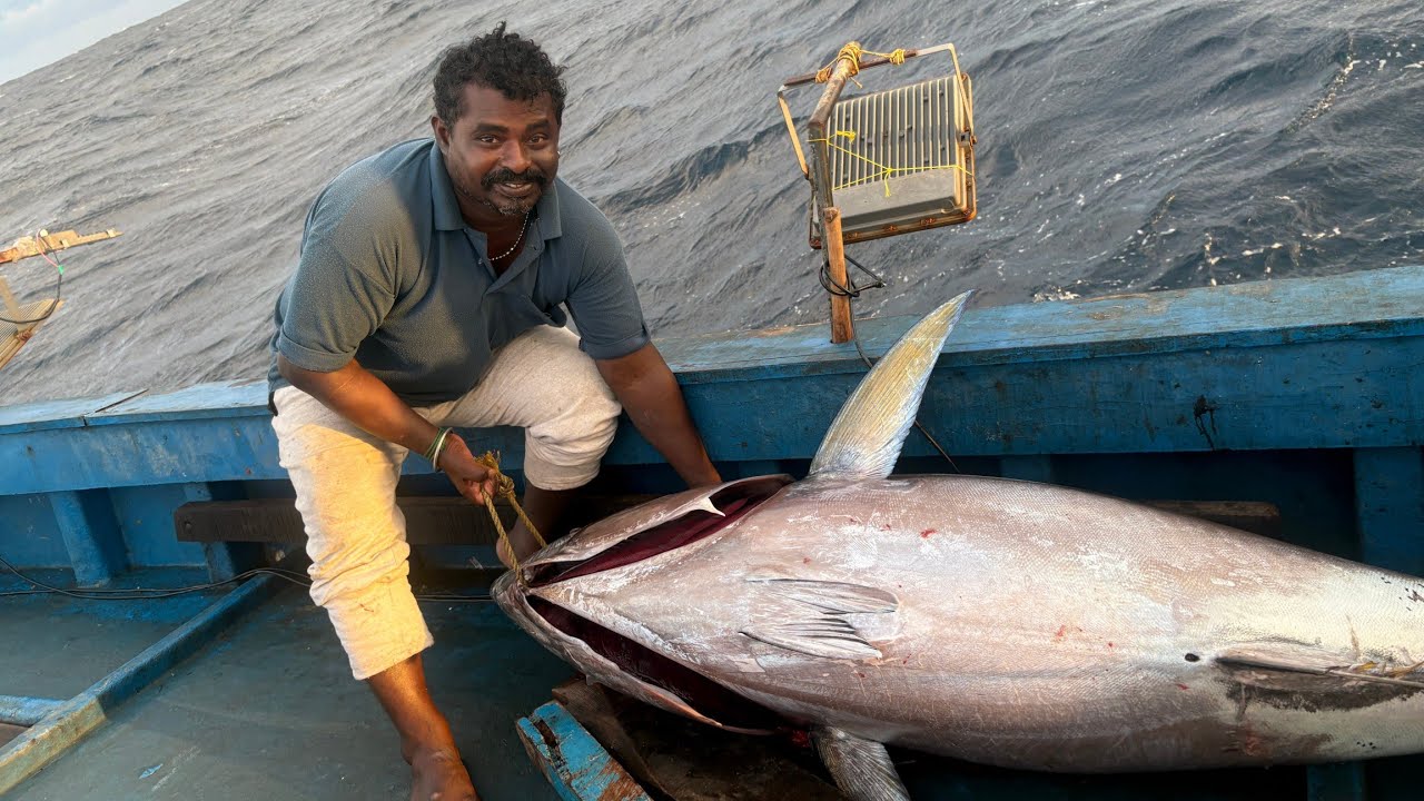 Ohh❗Second Day Giant Tuna Catch 🪝 Unbelievable Fishing