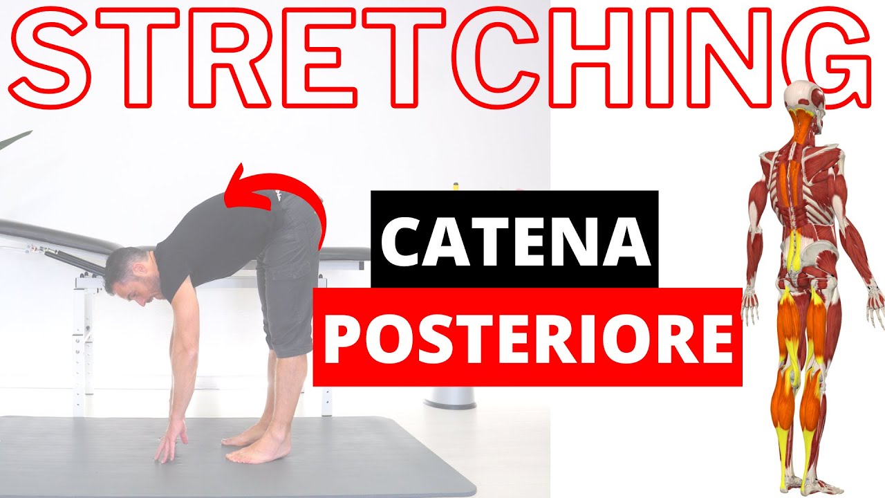 Ginnastica posturale: esercizi di STRETCHING della MUSCOLATURA POSTERIORE