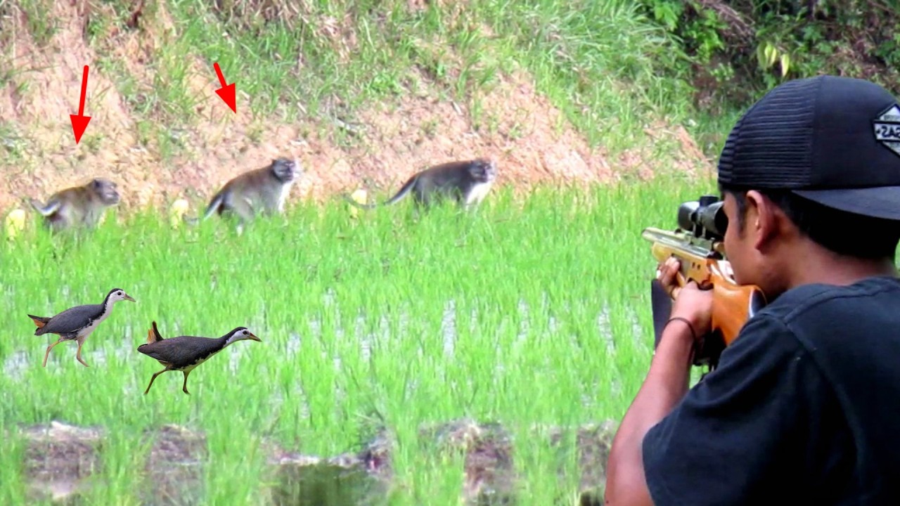 Berburu ketika hama kera besar masuk ke padi warga yang baru di tanam‼️