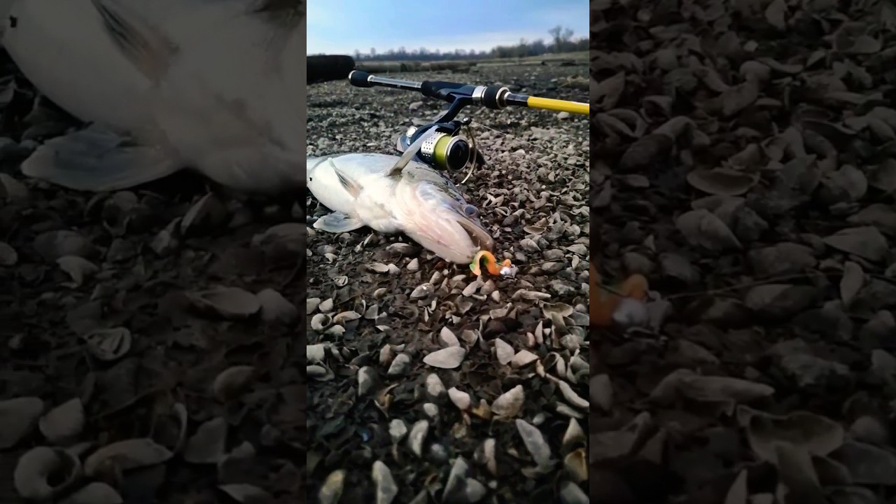 Судак на мини джиг #рыбалка #short #fishing #spinningfishing #fish #spinfishing #рыба #судак #река