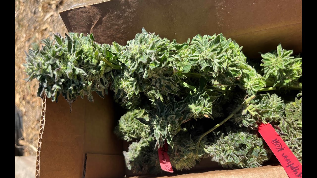 It's Harvest Time in Northern CA. See Big Steve's home grown bud #marijuana #bigsteve #gratefuldead