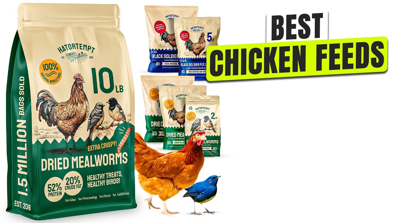3 BEST Chicken Feed - Hurry, Healthier Eggs Start Here!