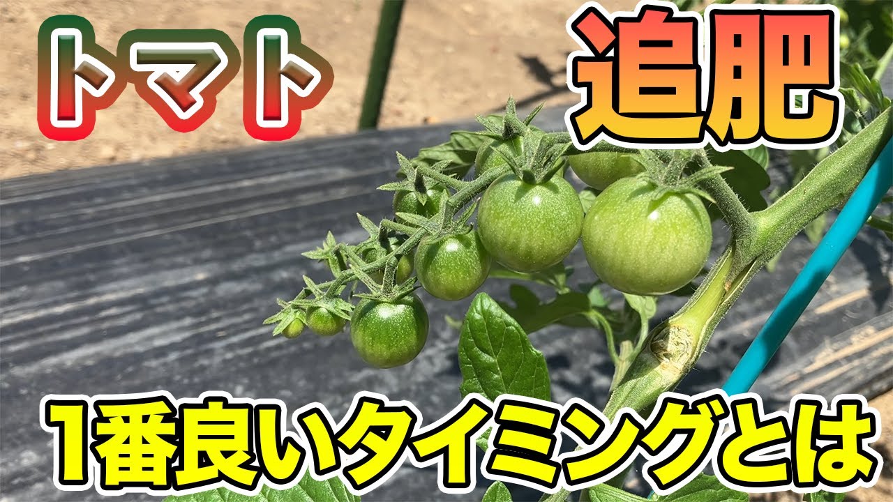 【トマト】追肥のタイミングと肥料の種類を紹介します！ただ追肥をするのは危険です