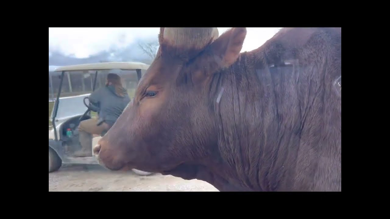 African Wildlife Safari! So Many Cool Animals to Feed! #animals #wildlife #safari #viral  #video