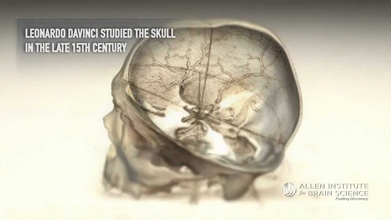 Zooming in on the Human Brain
