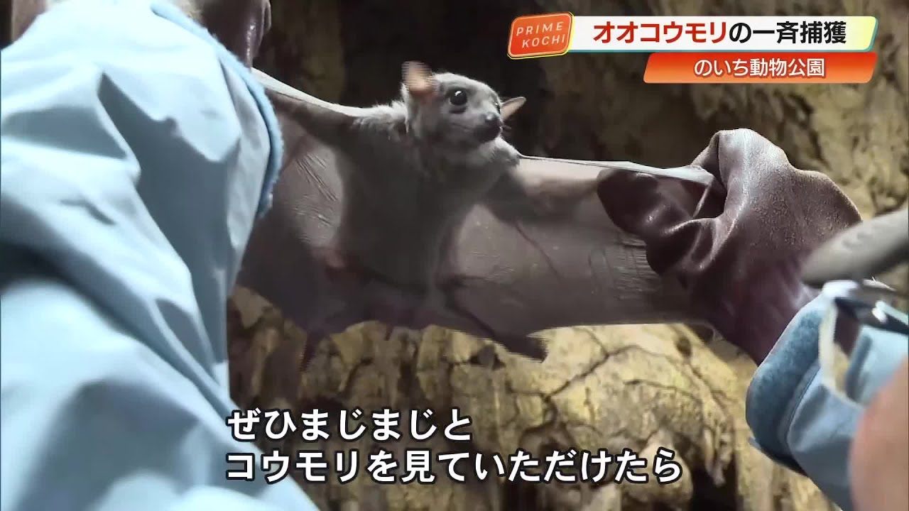 「クリクリお目目」のいち動物公園で日本一の飼育数・367匹のオオコウモリを一斉捕獲！【高知】 (26/03/09 19:08)