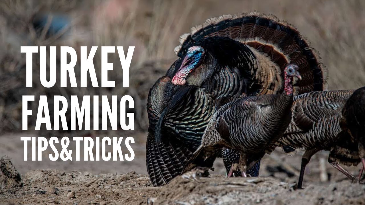 Turkey Farming: 15 Things You Should Know