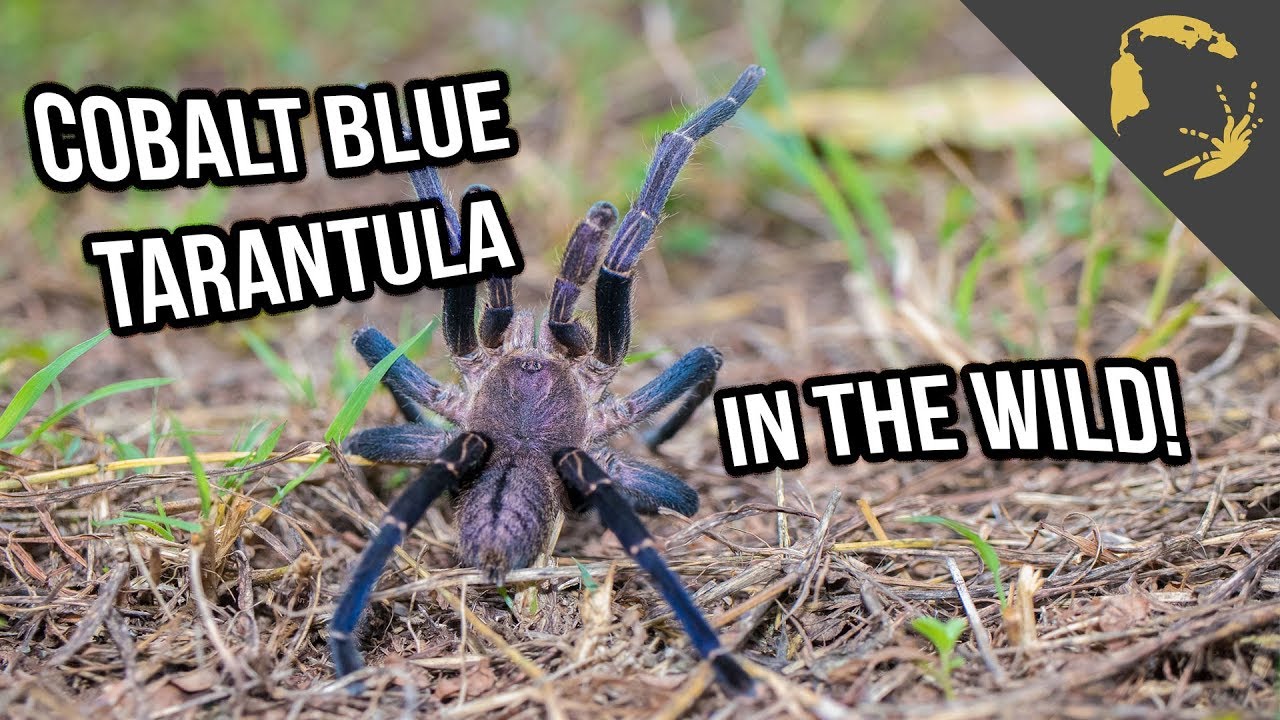 Cobalt Blue Tarantula Hunt in Nature