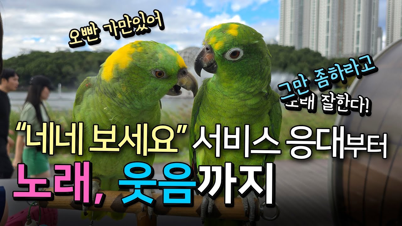 [앵무새수다]네네 보세요 고객서비스 응대부터 노래하고 웃음폭탄까지/ 진짜 귀여우니까 꼭 봐주세요