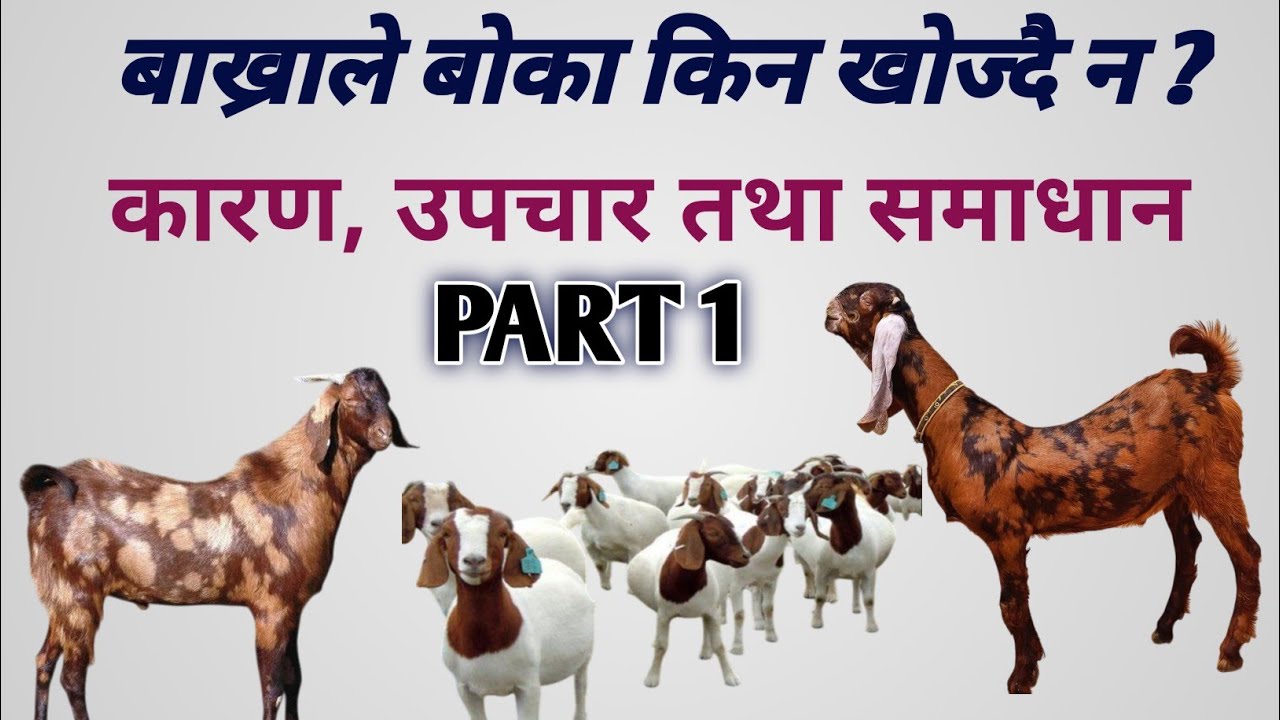 Goat Anestrus Problem Explained in Nepali | बाख्रामा अनैस्ट्रस रोग के हो?” बाख्राले बोका किन..