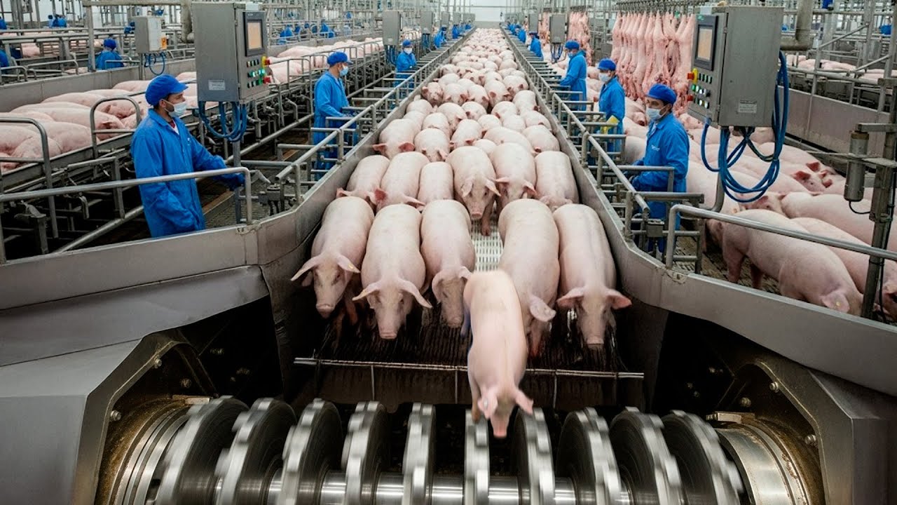 O NOVO MAIOR FRIGOR&Iacute;FICO DE PORCOS DO BRASIL