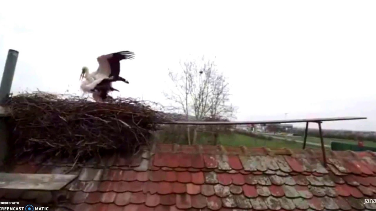 Malena & Klepetan, Brodski Varoš, Croatia, 28.03.2016, 14:10.