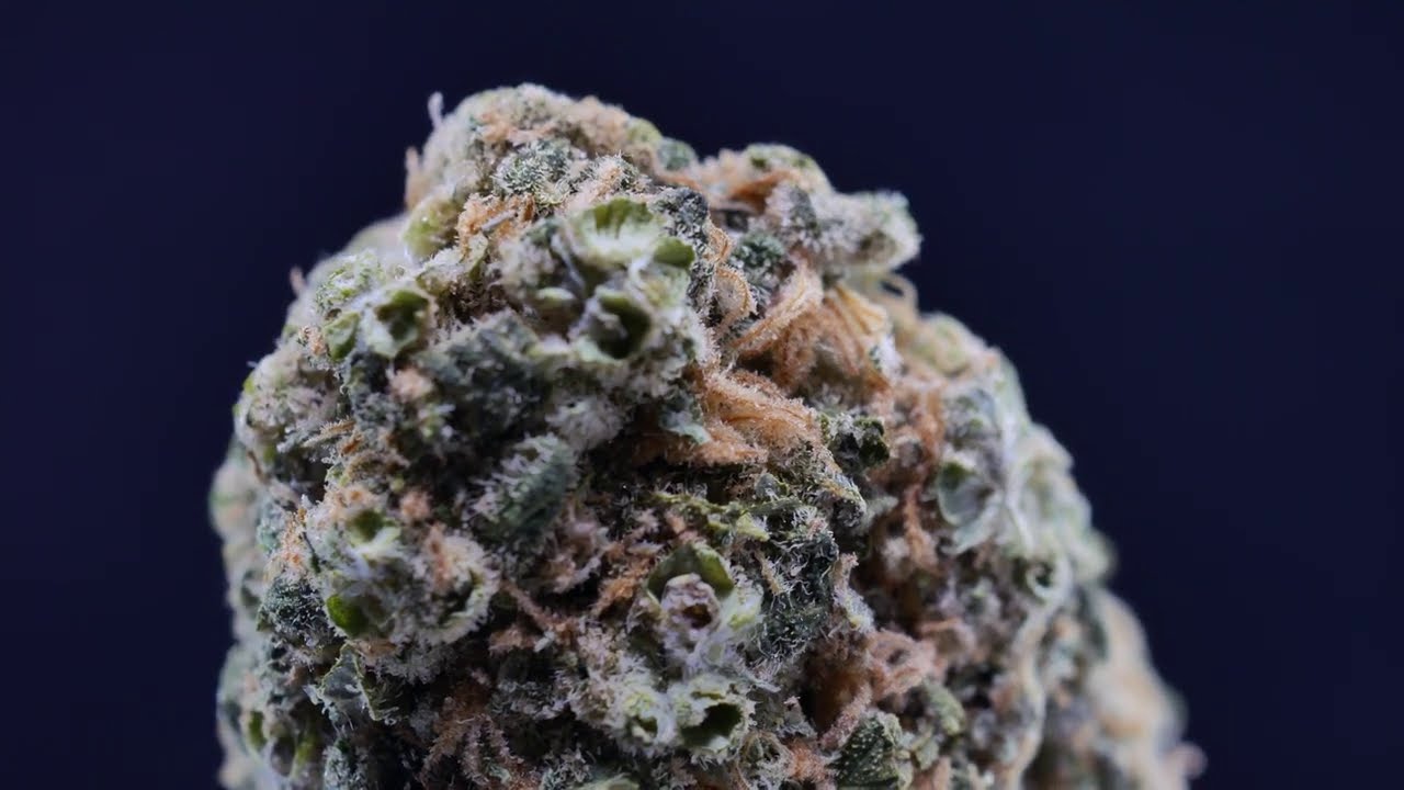 4K cannabis 002 - Dubon Alien Dawg #SQDC