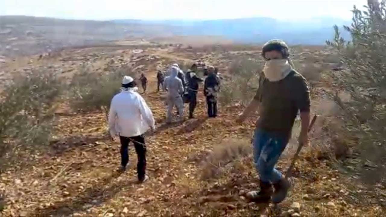 مستوطنون يهاجمون أفراد عائلة خلال قطف الزيتون في أرضهم ويصيبون بعضاً منهم، الشيوخ، محافظة الخليل