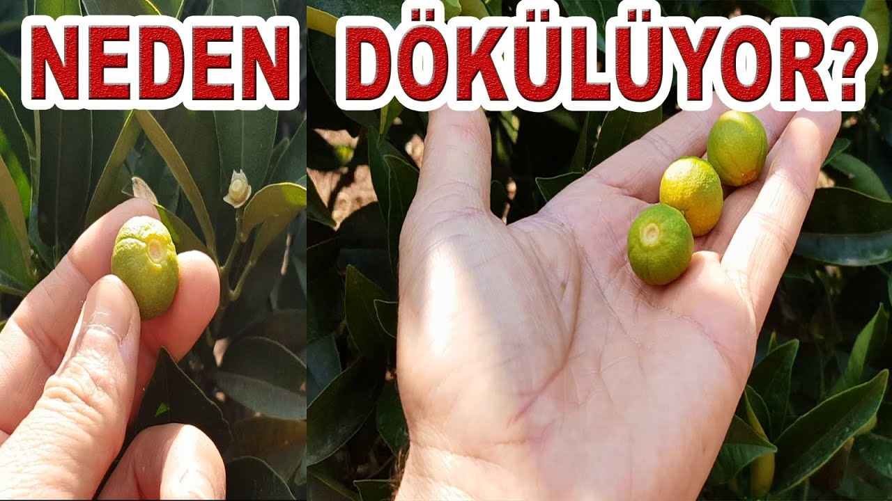 TURUNÇGİLLERDE HAZİRAN DÖKÜMÜ NEDEN OLUR? NASIL ÖNLENİR?