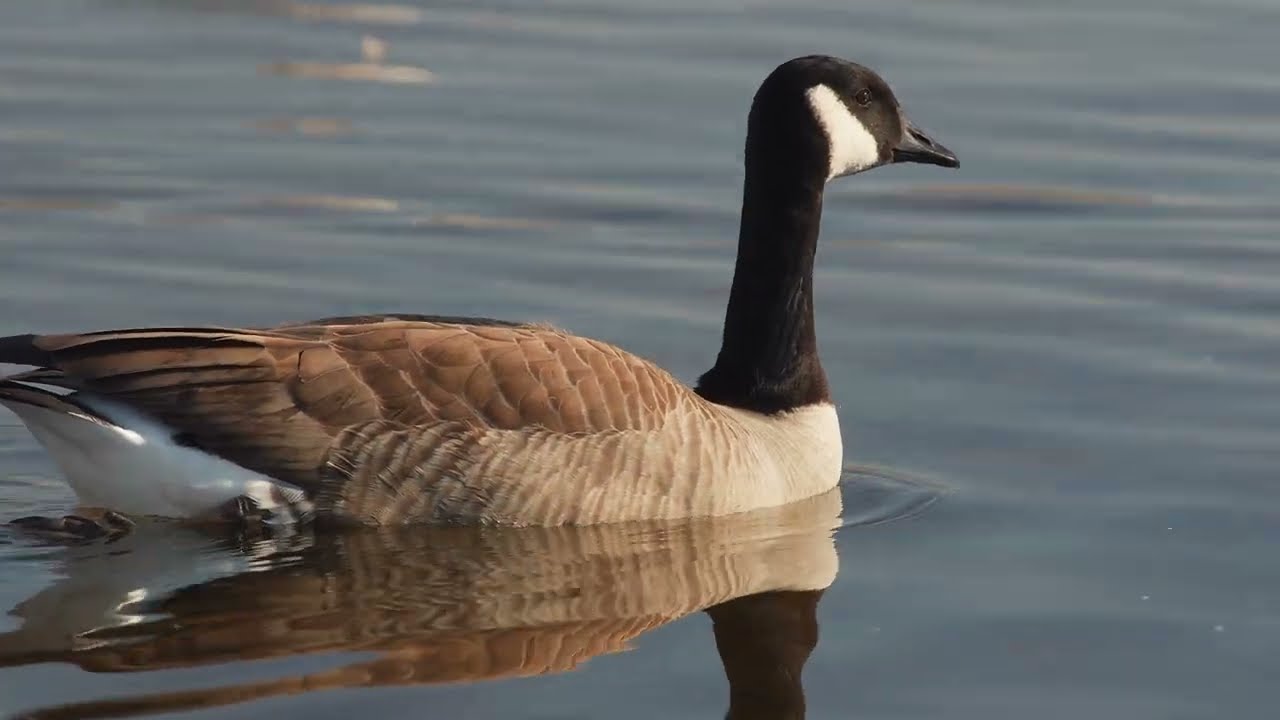 Burnaby lake bc canada 2026 02 05 canada geese mallards greater scaups northern pintail