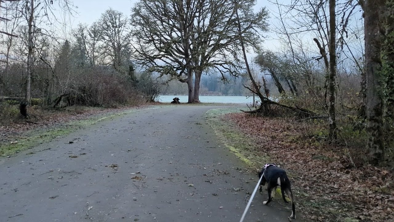 Morning Dog Walk | Champoeg State Park (Ambient + Music)